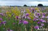 Grote centaurie (Centaurea scabiosa)