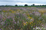 Greater Knapweed (Centaurea scabiosa)