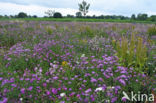 Greater Knapweed (Centaurea scabiosa)