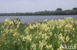 Common Meadow-rue (Thalictrum flavum)