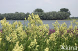 Poelruit (Thalictrum flavum)