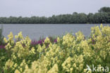 Common Meadow-rue (Thalictrum flavum)