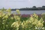 Poelruit (Thalictrum flavum)