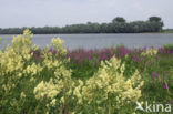 Poelruit (Thalictrum flavum)