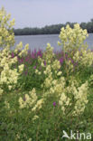 Common Meadow-rue (Thalictrum flavum)