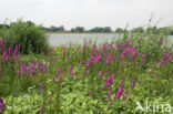 Purple Loosestrife (Lythrum salicaria)