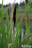 Oeverzegge (Carex riparia)