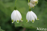 Lenteklokje (Leucojum vernum)