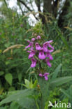 Moerasandoorn (Stachys palustris)