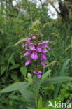 Moerasandoorn (Stachys palustris)