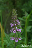 Marsh Woundwort (Stachys palustris)