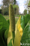Gele aronskelk (Lysechitum americanum)