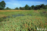 Marsh St John s wort (Hypericum elodes)