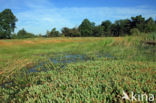 Marsh St John s wort (Hypericum elodes)