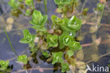 Marsh St John s wort (Hypericum elodes)