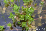 Moerashertshooi (Hypericum elodes)