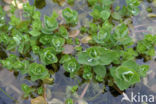 Marsh St John s wort (Hypericum elodes)