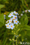 Waterforget-me-not (Myosotis palustris)