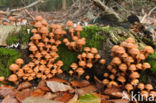 Stobbezwammetje (Pholiota mutabilis)