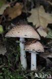 Schubbige boschampignon (Agaricus silvaticus)