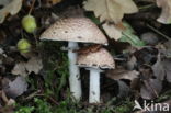 Schubbige boschampignon (Agaricus silvaticus)