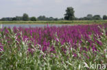 Purple Loosestrife (Lythrum salicaria)