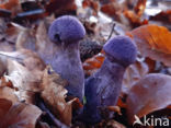 Violette gordijnzwam (Cortinarius violaceus)