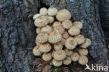 Schubbige bundelzwam (Pholiota squarrosa)