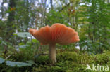 Zalmzwam (Rhodotus palmatus)