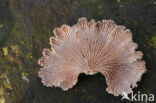 Waaiertje (Schizophyllum commune)