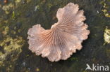 Witte kluifzwam (Helvella crispa)