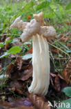 Witte kluifzwam (Helvella crispa)