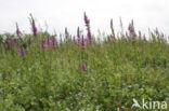 Purple Loosestrife (Lythrum salicaria)