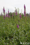 Purple Loosestrife (Lythrum salicaria)