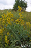 Geel walstro (Galium verum)