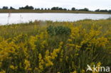 Geel walstro (Galium verum)