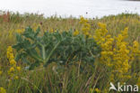 Lady s Bedstraw (Galium verum)