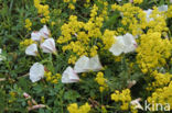 Field Bindweed (Convolvulus arvensis)