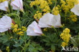 Field Bindweed (Convolvulus arvensis)