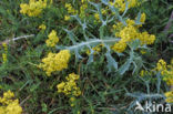 Geel walstro (Galium verum)