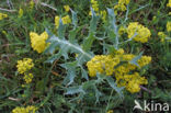 Geel walstro (Galium verum)