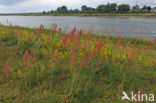 Eared Dock (Rumex thyrsiflorus)