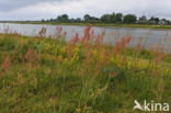 Eared Dock (Rumex thyrsiflorus)