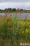 Geoorde zuring (Rumex thyrsiflorus)