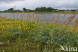 Eared Dock (Rumex thyrsiflorus)