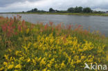 Geoorde zuring (Rumex thyrsiflorus)