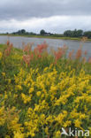 Geoorde zuring (Rumex thyrsiflorus)