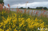 Eared Dock (Rumex thyrsiflorus)