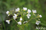 Large Bitter-cress (Cardamine amara)