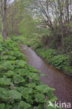 Butterbur (Petasites hybridus)